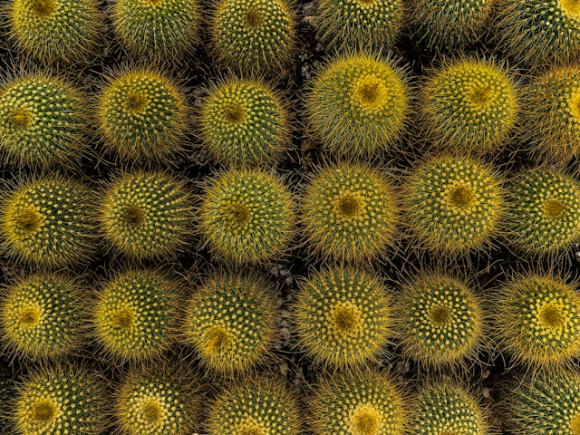 Comprehensive Trademark Clearance Searches